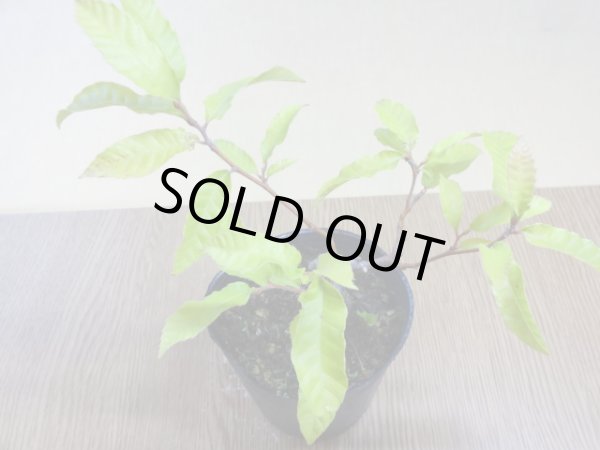 画像3: 栗 小品素材(3) (3)