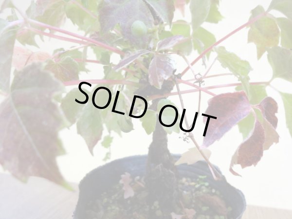 画像4: 斑入夏ヅタ(4) (4)