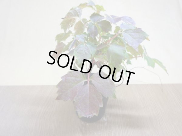 画像2: 斑入夏ヅタ(3) (2)