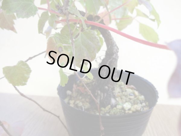 画像4: 斑入夏ヅタ(1) (4)