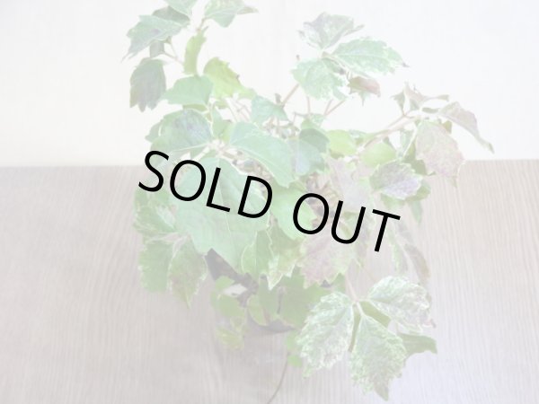 画像3: 斑入夏ヅタ(2) (3)