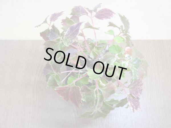 画像3: 斑入夏ヅタ(4) (3)