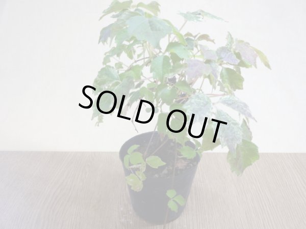 画像2: 斑入夏ヅタ(2) (2)