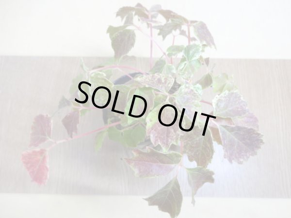 画像3: 斑入夏ヅタ(1) (3)