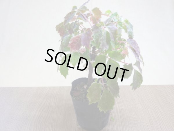 画像2: 斑入夏ヅタ(4) (2)