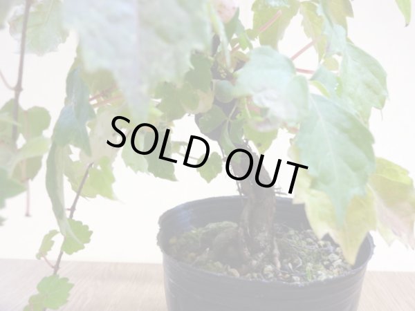 画像4: 斑入夏ヅタ(5) (4)