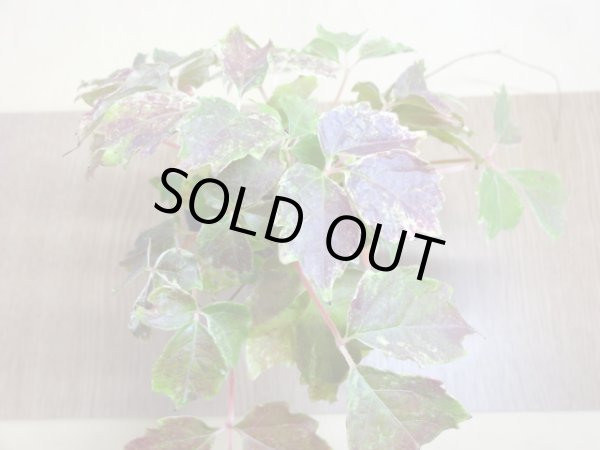 画像3: 斑入夏ヅタ(3) (3)