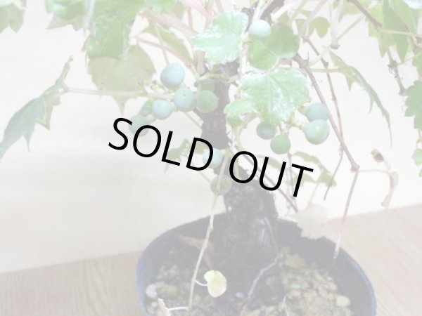 画像4: 斑入夏ヅタ(2) (4)