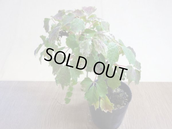 画像2: 斑入夏ヅタ(5) (2)