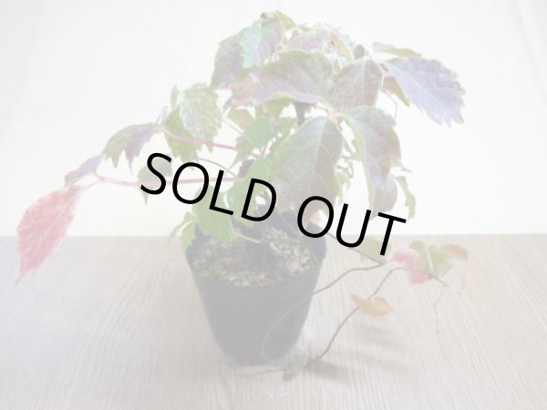 画像2: 斑入夏ヅタ(1) (2)