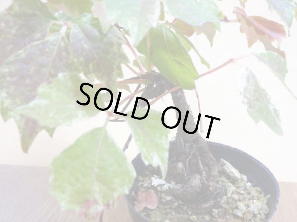 画像4: 斑入夏ヅタ(3) (4)