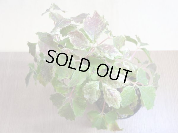 画像3: 斑入夏ヅタ(5) (3)