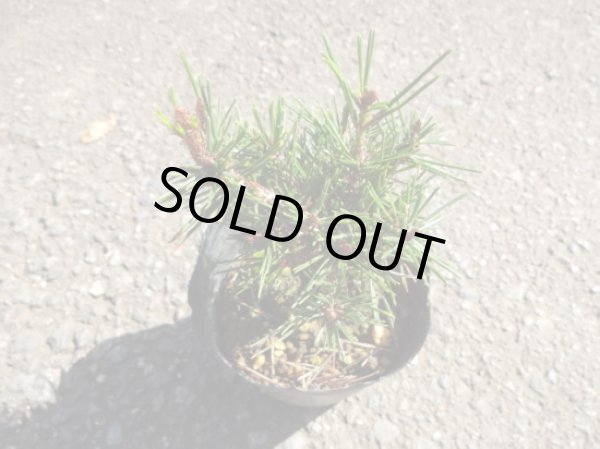 画像3: 赤松 千原娘(2) (3)