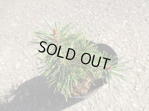 画像3: 赤松 千原娘(1) (3)