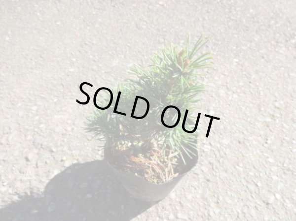 画像3: 五葉松 茶臼(2) (3)