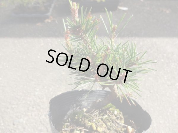 画像2: 赤松 千原娘(2) (2)