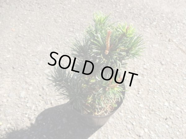 画像3: 五葉松 茶臼(4) (3)