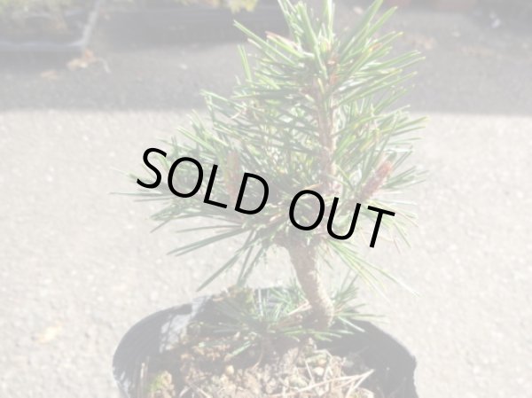 画像2: 赤松 千原娘(3) (2)