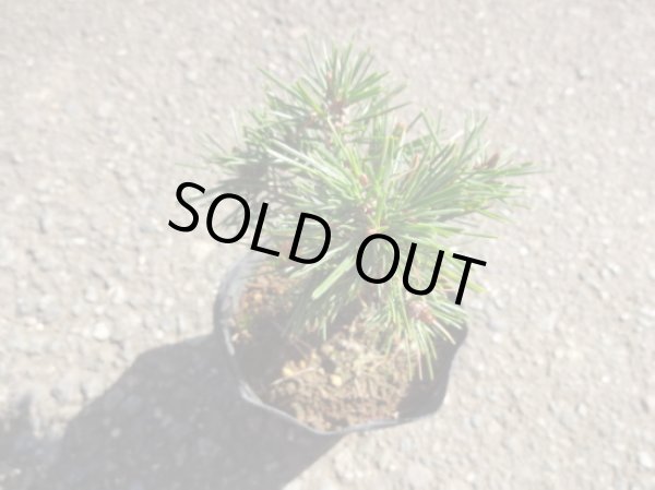 画像3: 赤松 千原娘(3) (3)