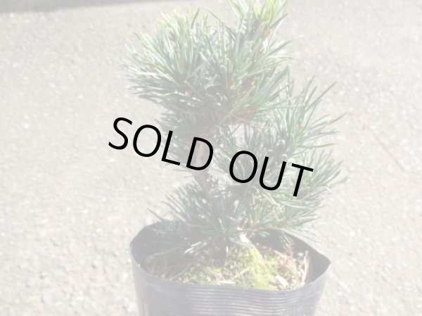 画像2: 五葉松 茶臼(4) (2)