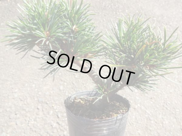 画像2: 五葉松 茶臼(5) (2)