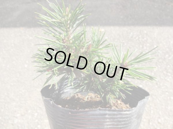 画像2: 赤松 千原娘(1) (2)