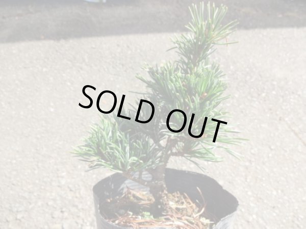 画像2: 五葉松 茶臼(2) (2)