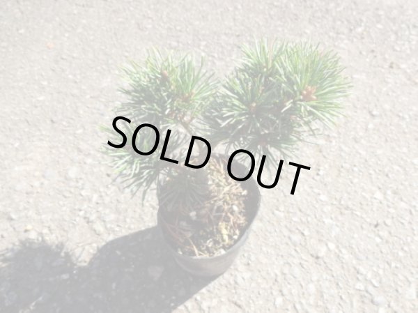 画像3: 五葉松 茶臼(5) (3)