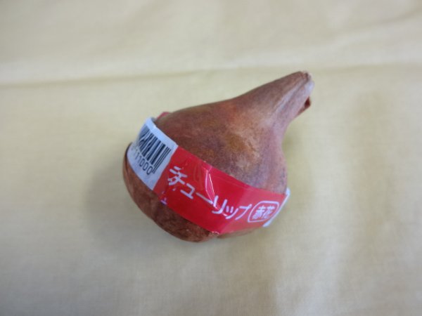 画像2: チューリップ球根 一重咲 赤 (2)