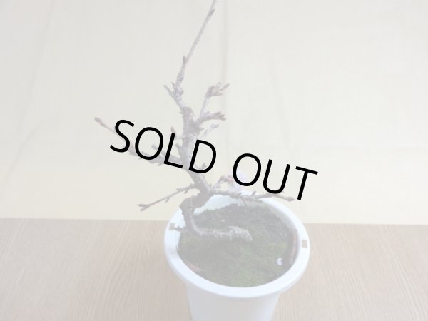 画像2: 十月桜(1) (2)