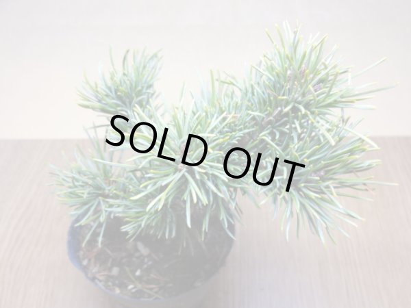 画像3: 五葉松 茶臼(9) (3)