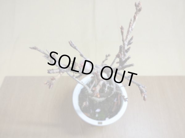 画像3: 十月桜(3) (3)