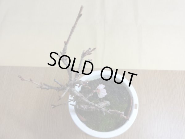 画像3: 十月桜(1) (3)