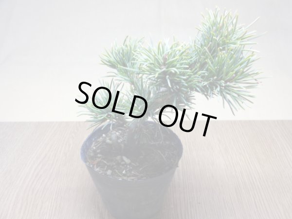 画像2: 五葉松 茶臼(9) (2)