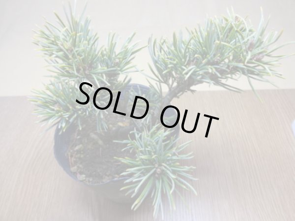 画像3: 五葉松 茶臼(6) (3)