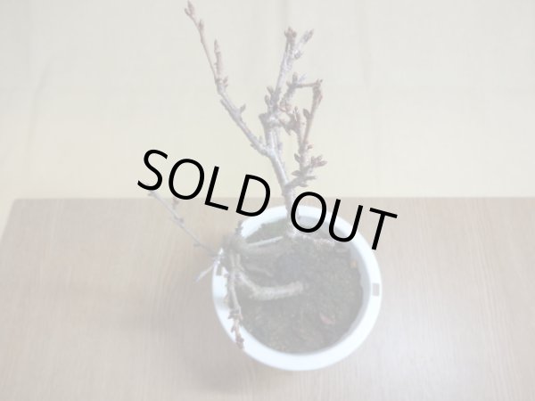 画像3: 十月桜(2) (3)