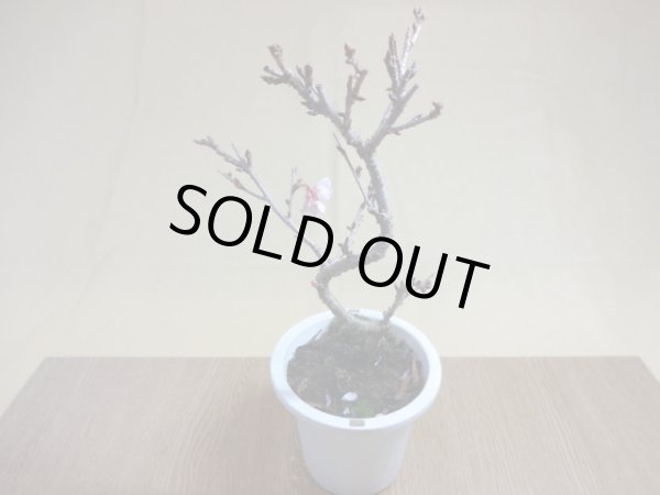 画像2: 十月桜(3) (2)