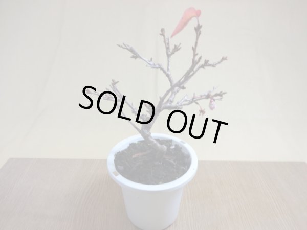 画像2: 十月桜(4) (2)