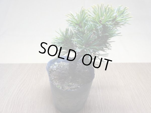 画像2: 五葉松 茶臼(8) (2)