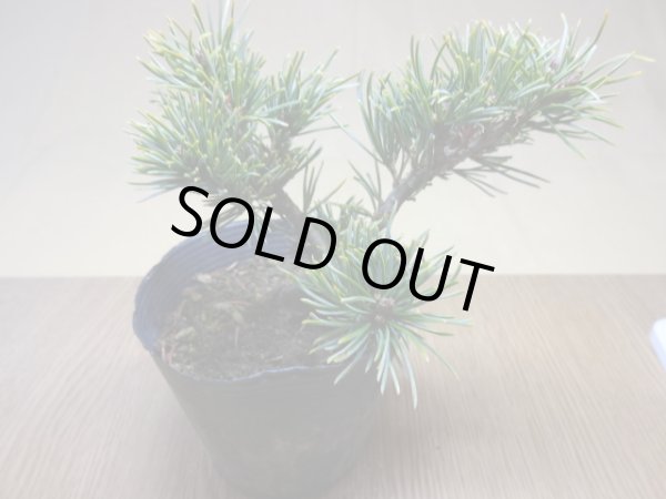 画像2: 五葉松 茶臼(6) (2)