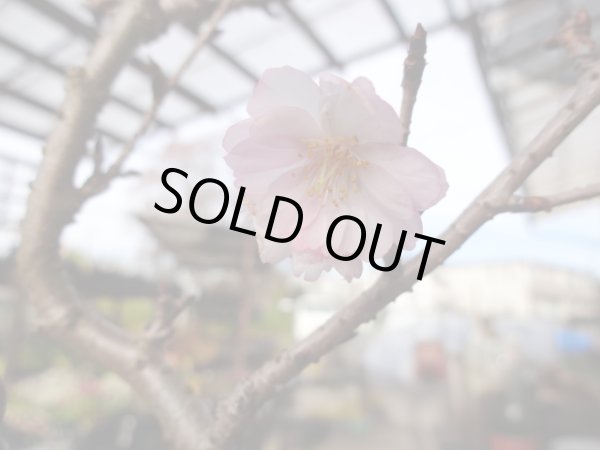 画像4: 十月桜(4) (4)