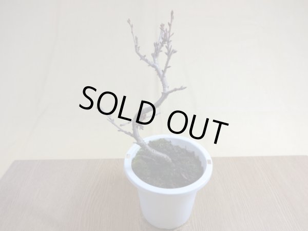 画像2: 十月桜(2) (2)