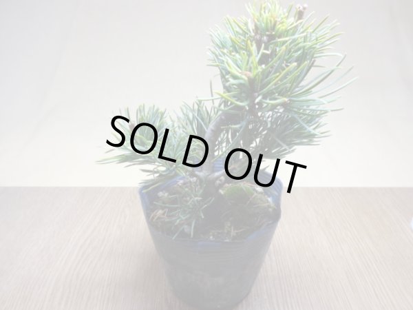 画像2: 五葉松 茶臼(7) (2)