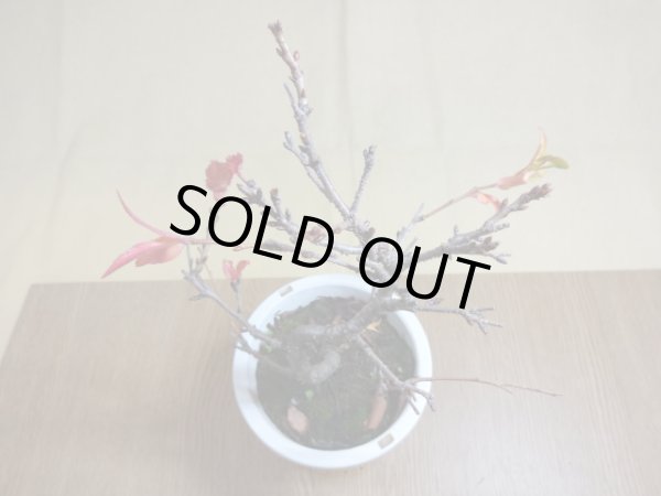 画像3: 十月桜(5) (3)