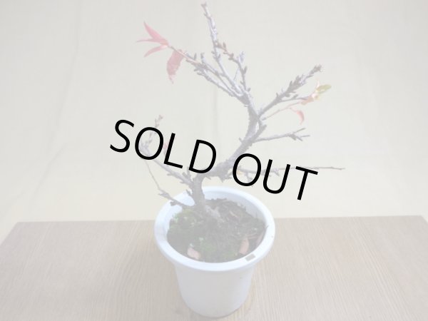 画像2: 十月桜(5) (2)