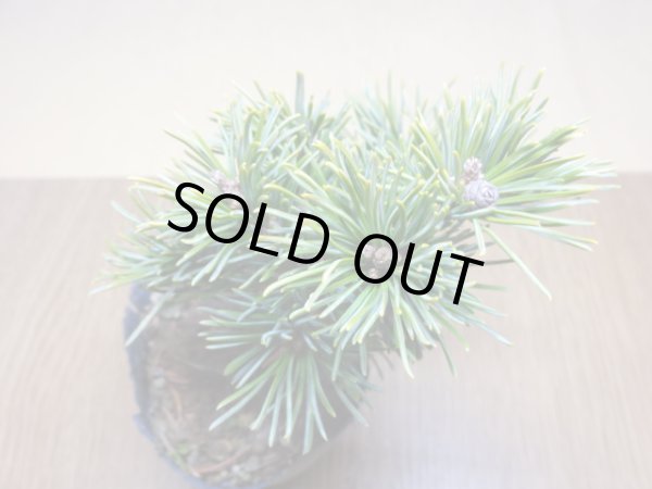 画像3: 五葉松 茶臼(8) (3)