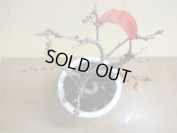 画像3: 十月桜(4) (3)