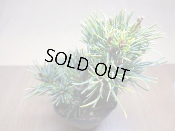 画像3: 五葉松 茶臼(7) (3)