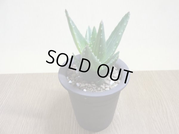 画像2: アロエ ノビリス不夜城錦(4) (2)