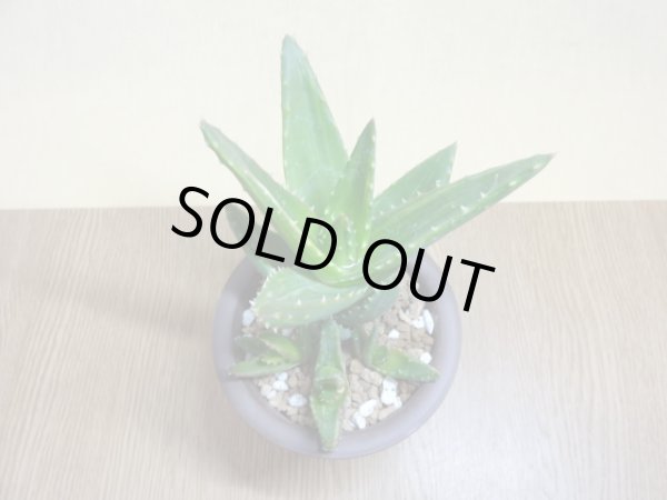 画像3: アロエ ノビリス不夜城錦(3) (3)